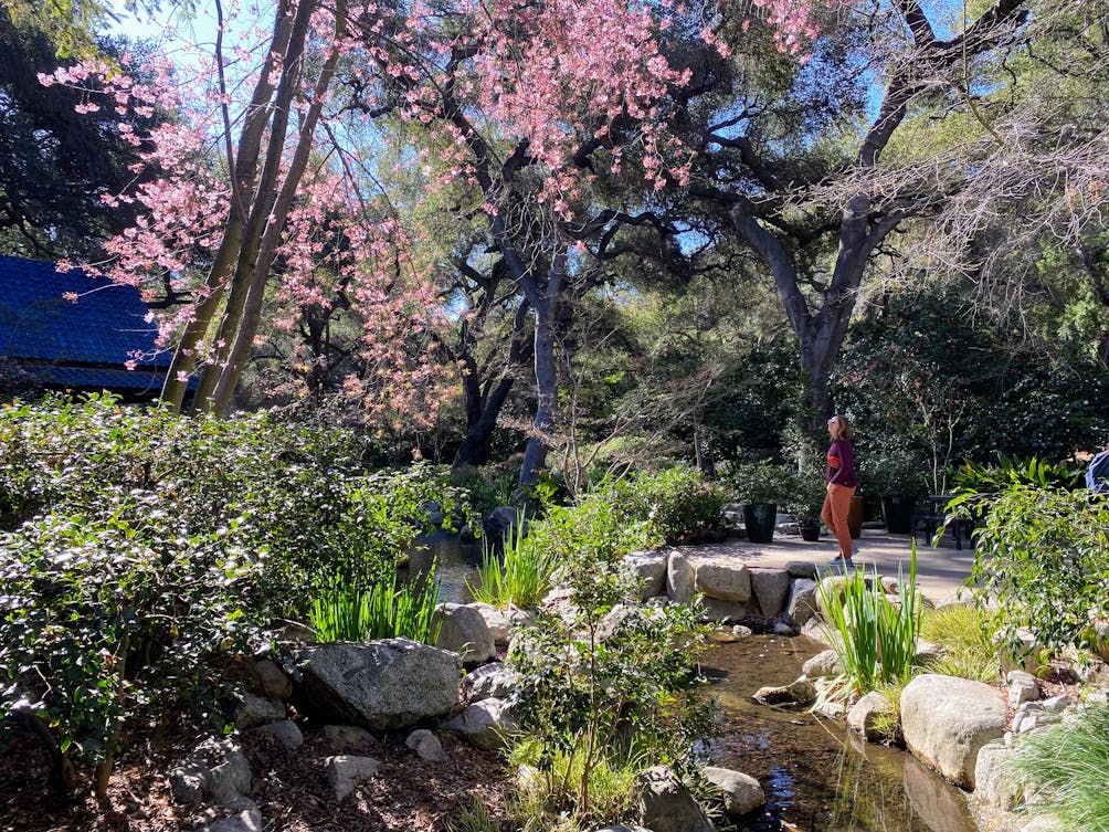 A woman is admiring the cherry blossom trees at Descanso Gardens in Los Angeles